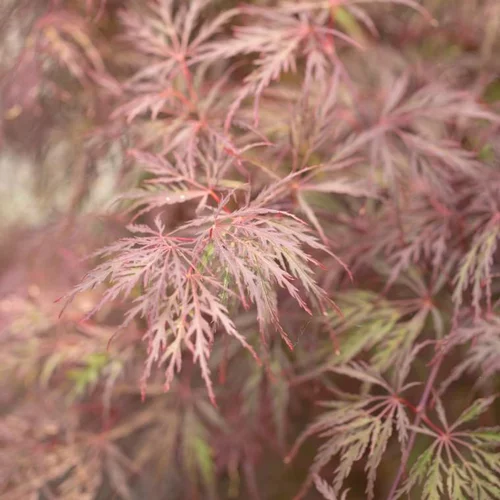 Érable du Japon Dissectum Inaba Shidare rouge. Le pot de 4 litres