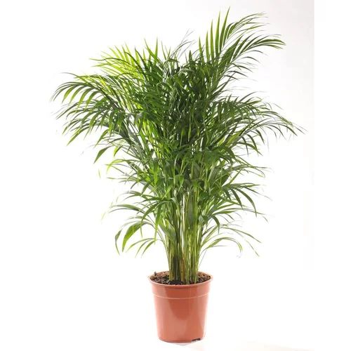Areca. Le pot Ø 21 cm