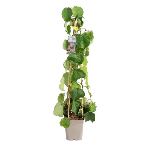 Kiwi Autofertile Solissimo® 'Renact' Bio. Le pot de 5 litres