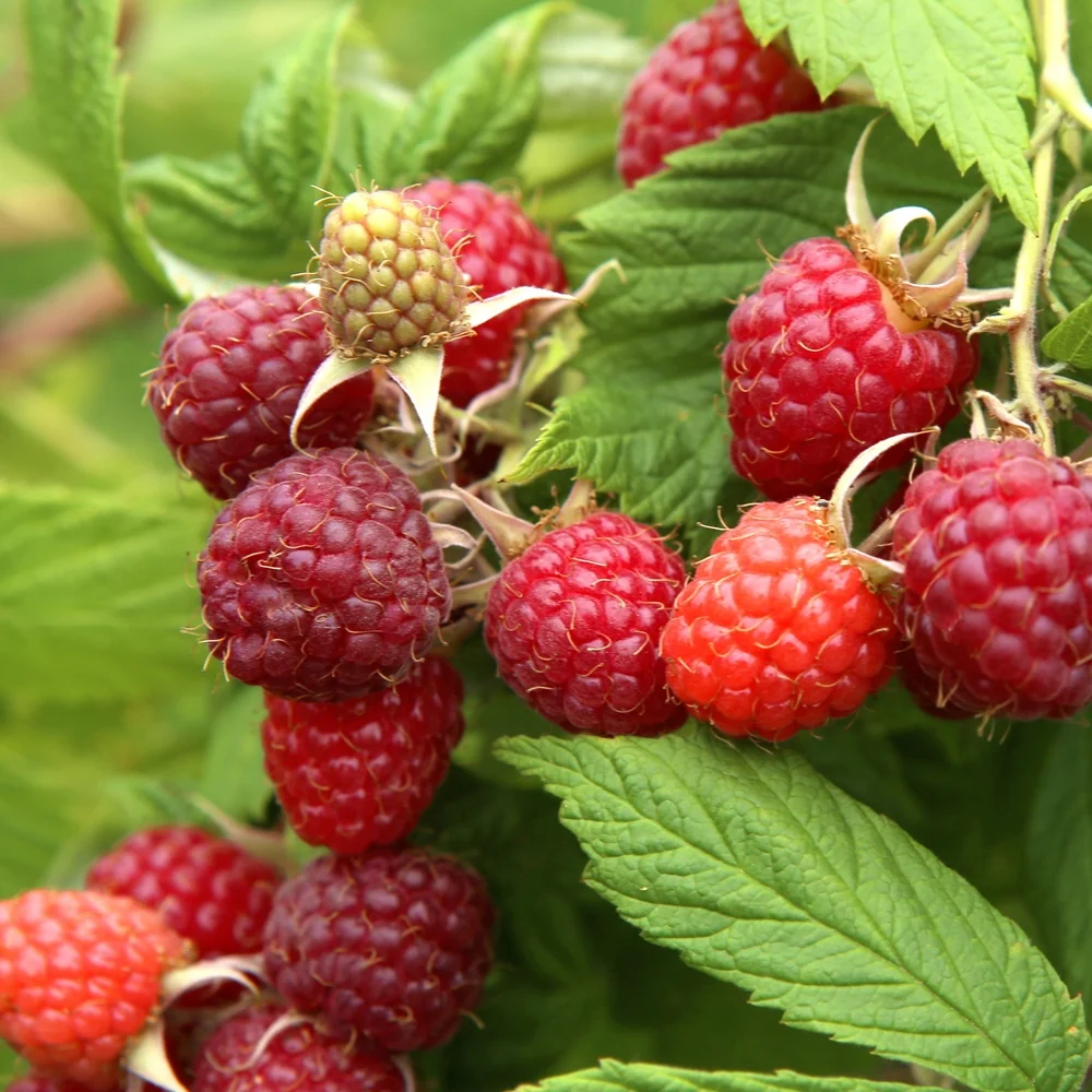 Framboisier nain Little Sweet Sister Rubus idaeus Little Sweet Sister