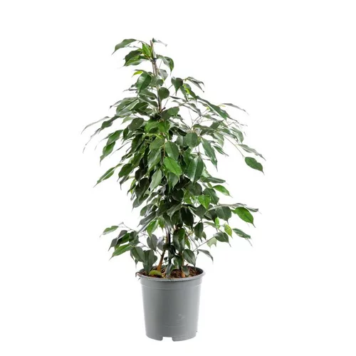 Ficus Benjamina Danielle pot Ø19xH120 cm