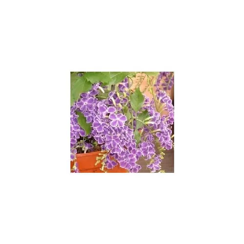 Duranta Erecta Espalier - Le pot de 3 litres