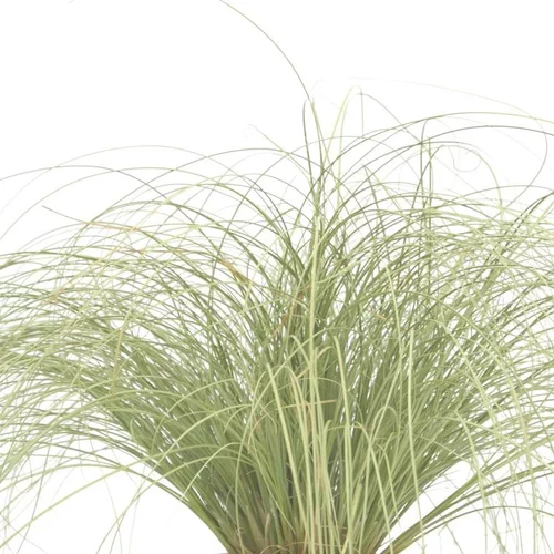 Carex Comans 'Frosted Curls' - Le pot de 1 litre