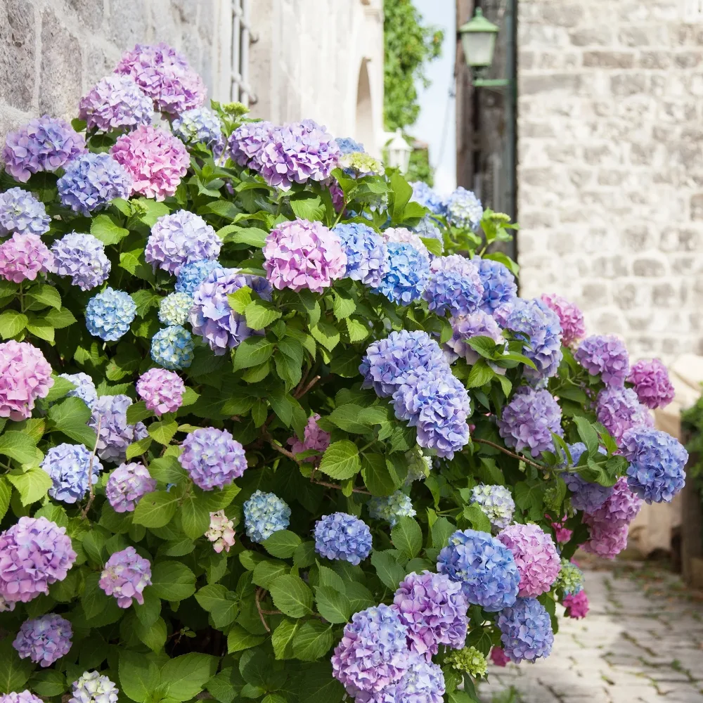 Hortensia tricolore Hydrangea macrophylla