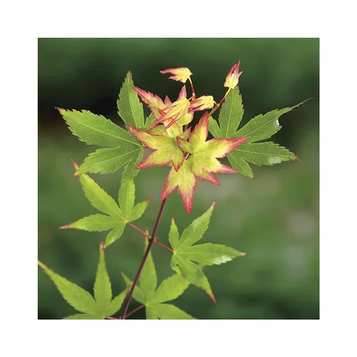 Erable du Japon (ACER PALMATUM LITTLE PRINCESS ) Le pot de 10 litres