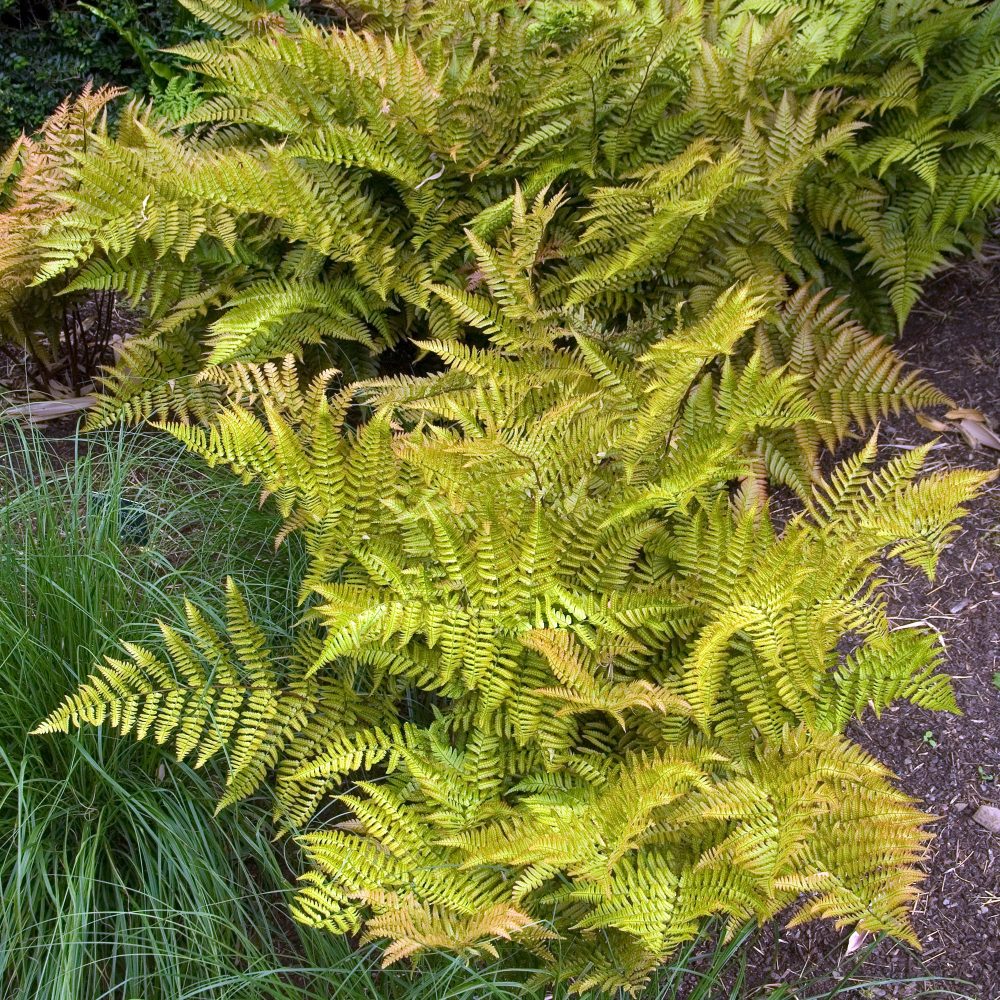 Fougère rose cuivré Dryopteris erythrosora