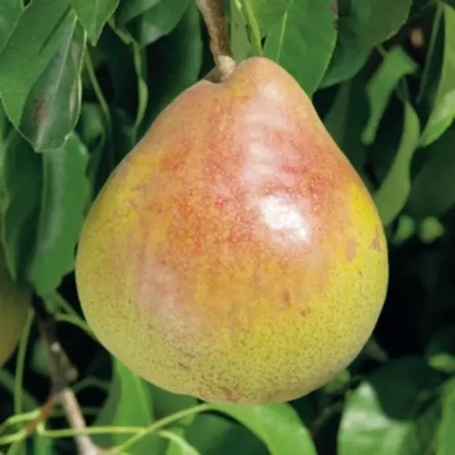 Pommier Golden Delicious. En racine nue, forme gobelet