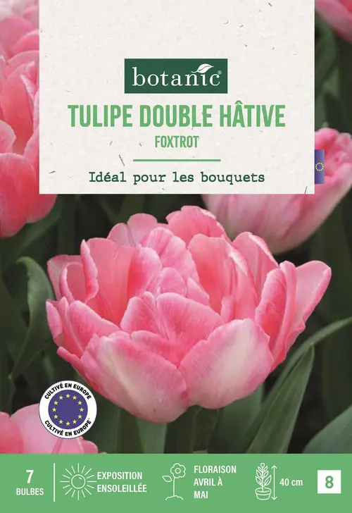 Bulbes de fleurs Tulipe Darwin hybride Foxtrot rose botanic® - 7 bulbes