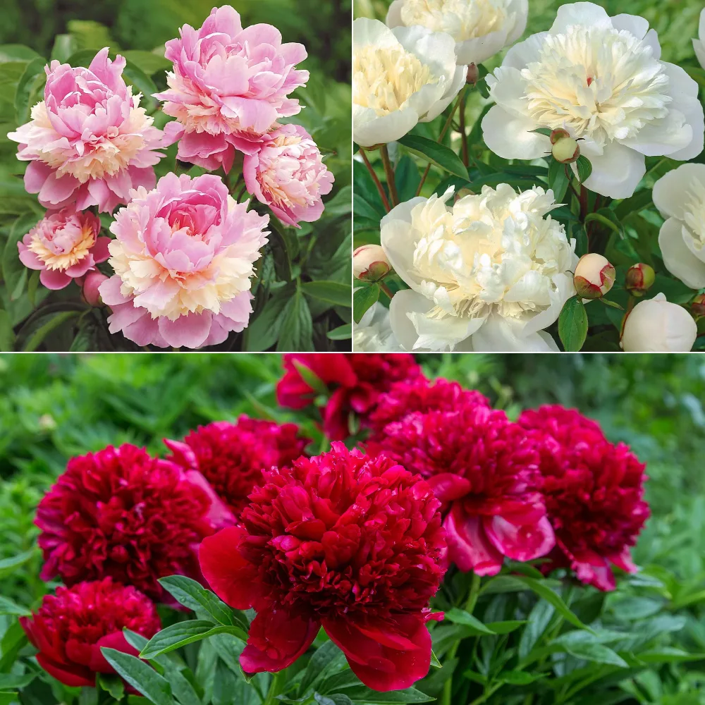 Mélange de 3 pivoines : Immaculée, Sorbet, Red Charm Paeonia lactiflora x Sorbet, Immaculée, Red Charm