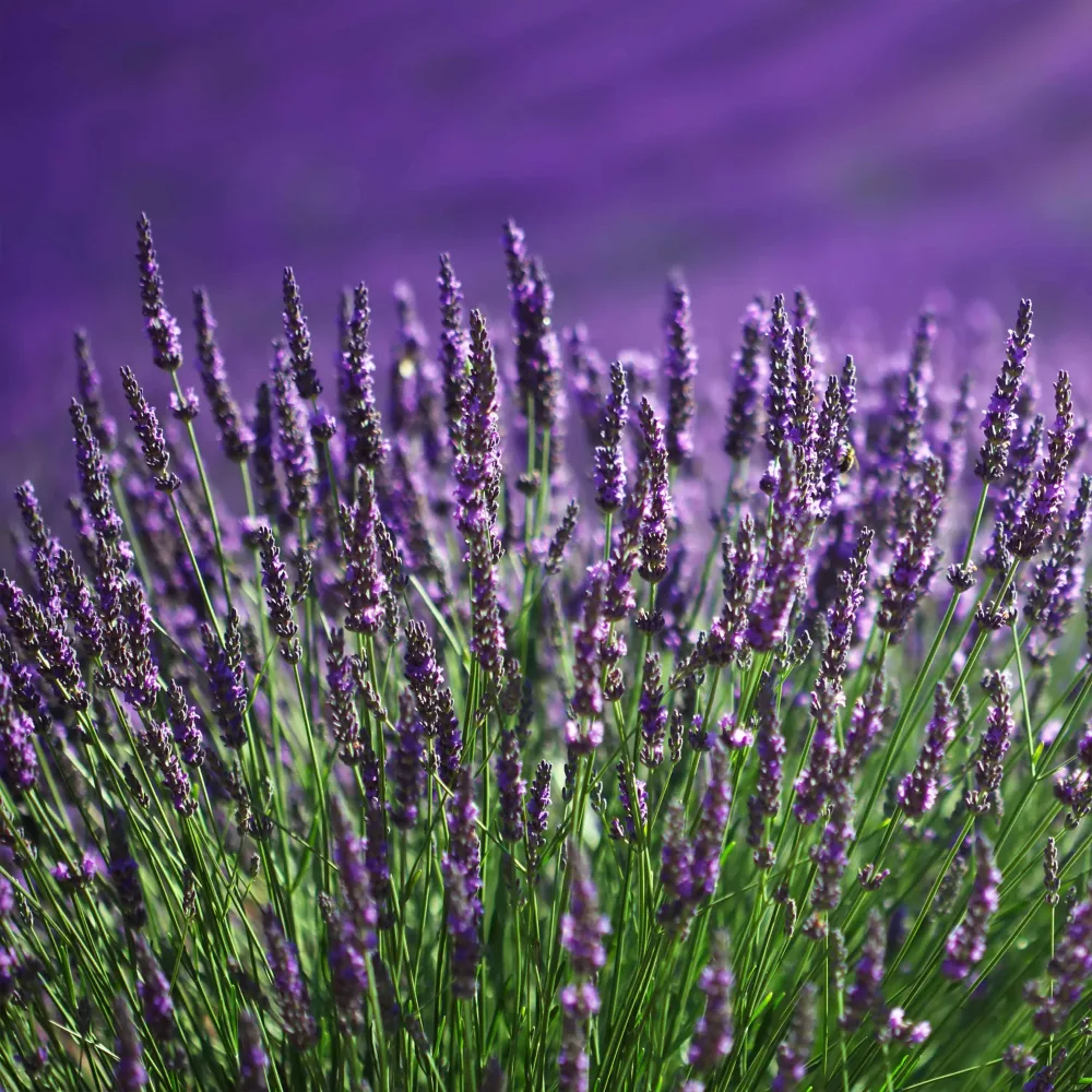 2 Lavandes bleues Lavandula angustifolia