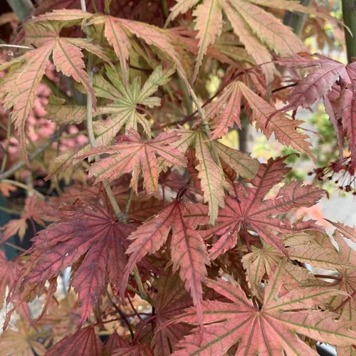 Érable du Japon Ariadne orange. Le pot de 3 litres