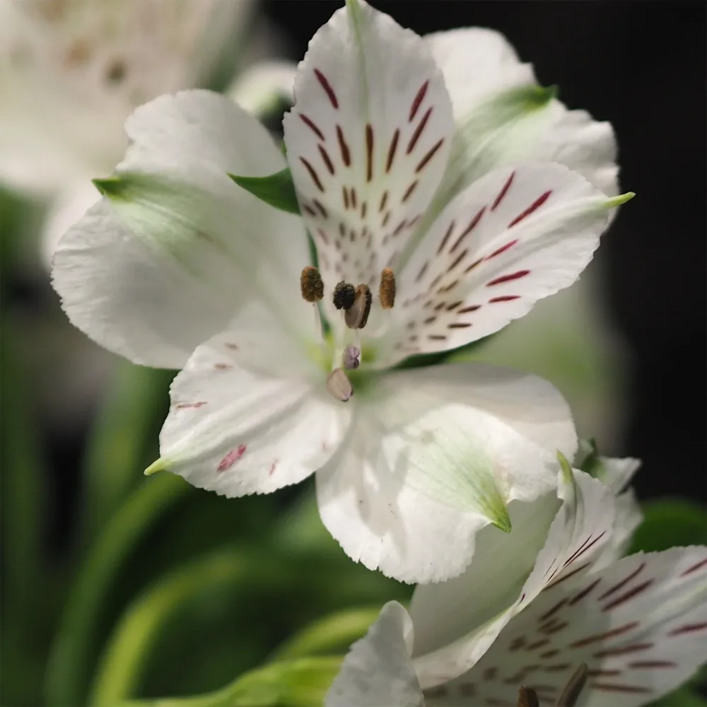 Lys des Incas - Alstroemères Majestic Mazé ® Alstroemeria Majestic Mazé