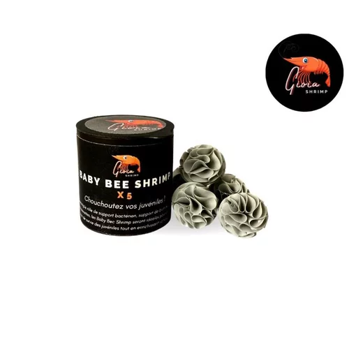 Abri baby bee shrimp Gioiashrimp – boîte de 5