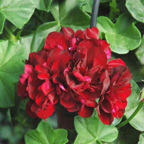 Geranium Lierre double - Le pot de 10.5 cm