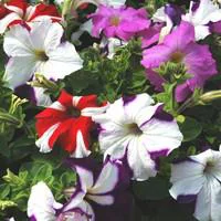 Pétunia à massifs - La barquette de 10 plants