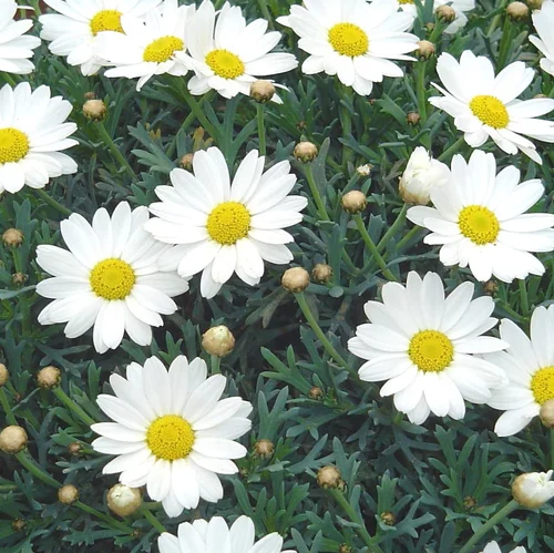 Anthemis. La suspension de 20 cm