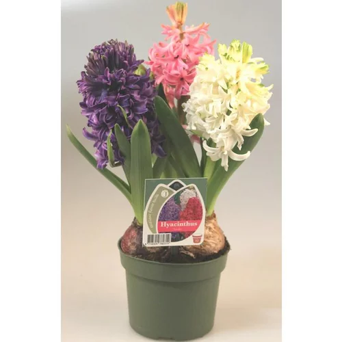 Jacinthe Arlequin - Le pot de 3 litres