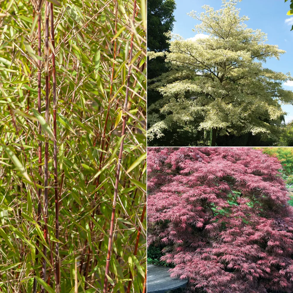Collection de 3 arbustes pour jardin japonais Fargesia scabrida, cornus controversa, acer palmat