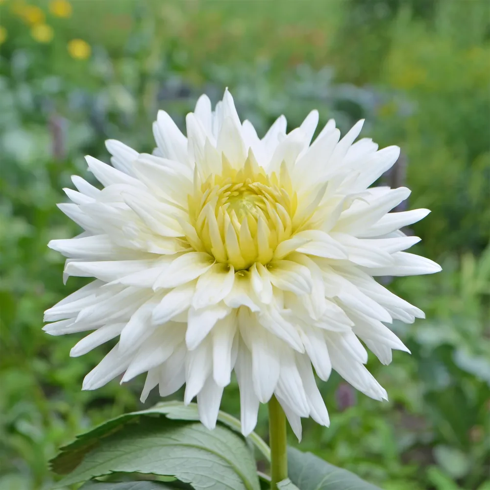 Dahlia cactus My Love Dahlia My Love