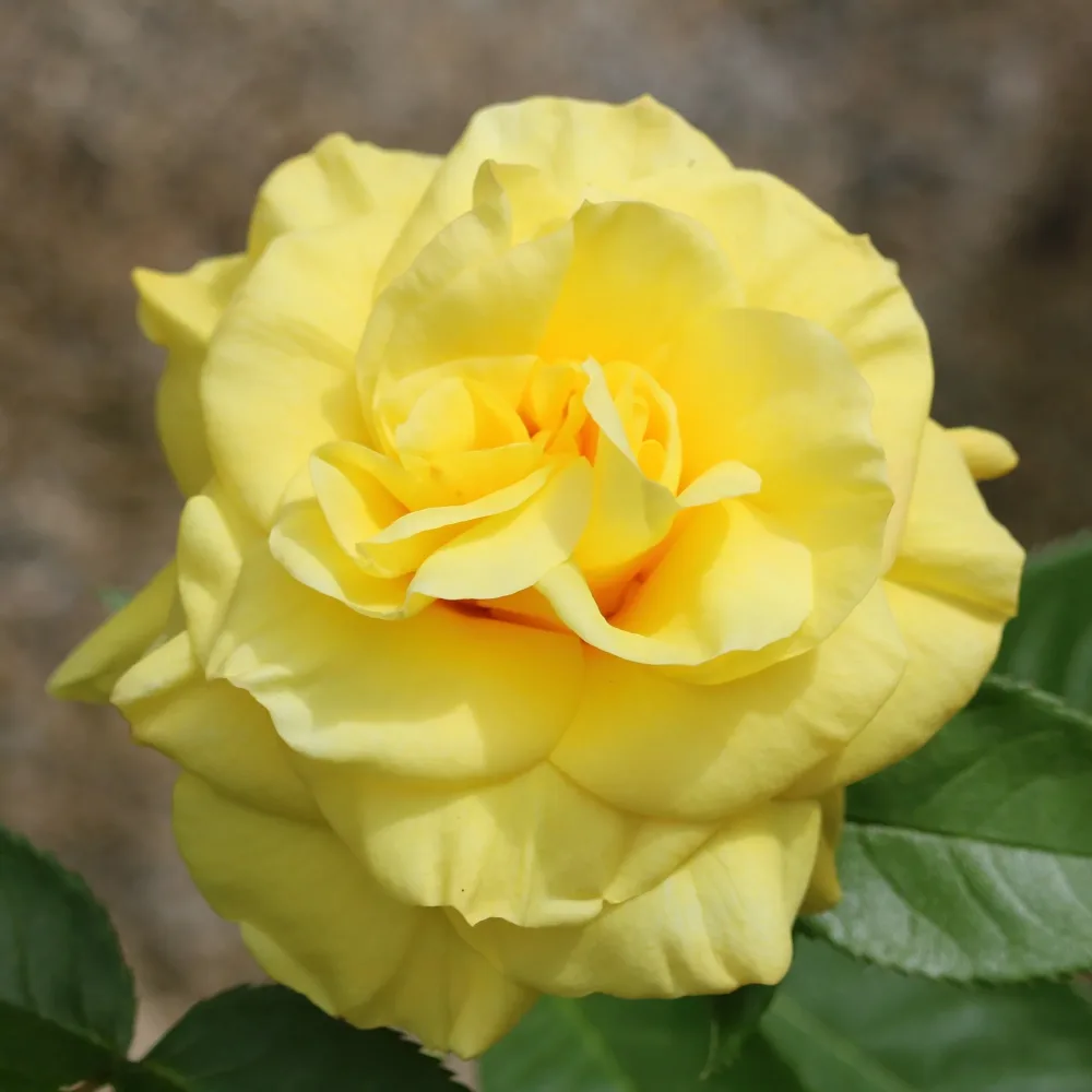 Rosier à massif jaune Rosa