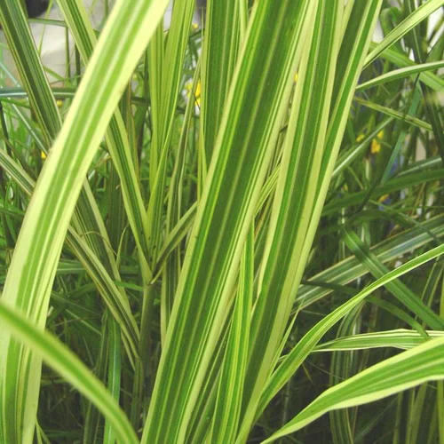 Miscanthus Sinensis Variegatus - Le pot de 4 litres