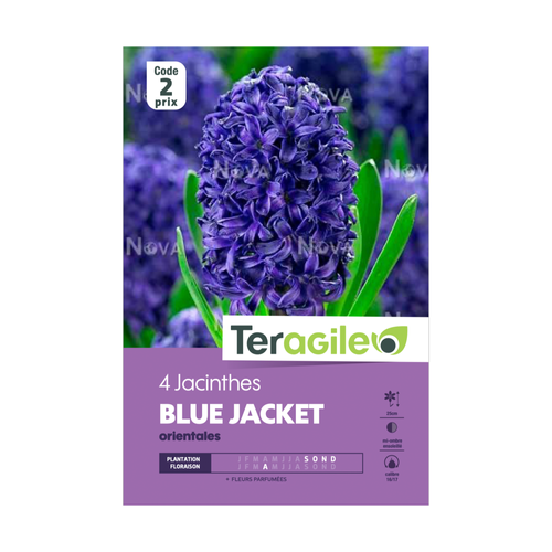 BULBES DE JACINTHES 'BLUE JACKET' - TERAGILE® - X4