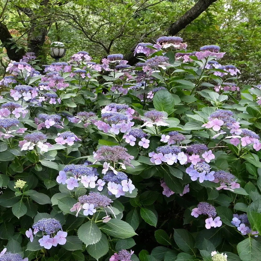 Hortensia Blueberry Cheesecake Hydrangea macrophylla Blueberry Cheesecake