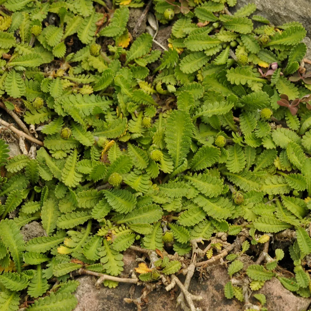Cotule dioique Minima Cotule naine Leptinella dioica minima