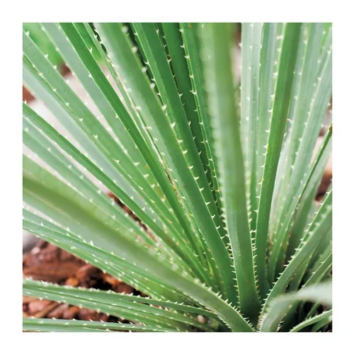 Dasylirion - pot 10 L