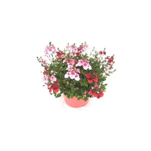 Diascia - Le pot de 2,5 litres