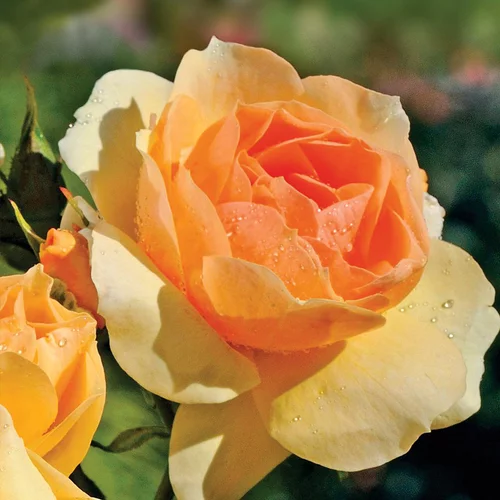 Rosier Mythique ®. Le pot de 3 litres