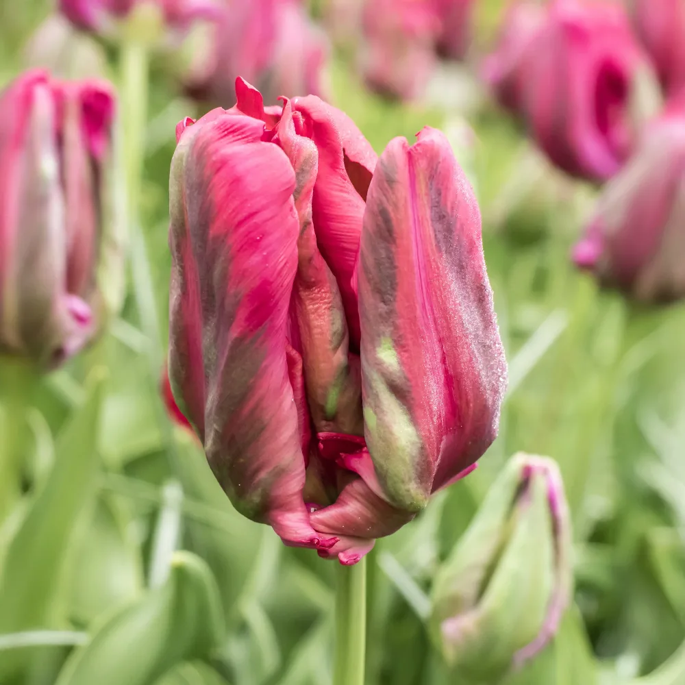 8 Tulipes perroquets Red Madona Tulipa parrot Red Madona
