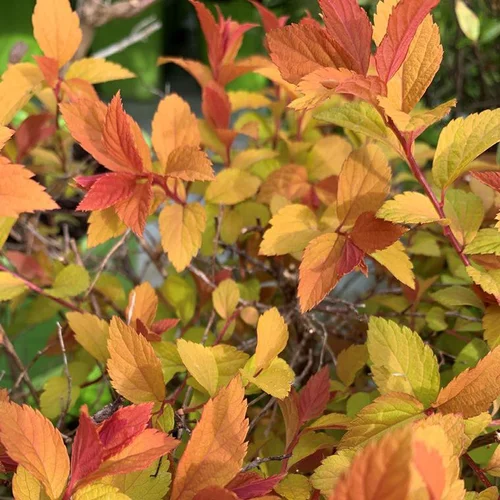 Spirée Japonica Magic Carpet. Le pot de 4 litres