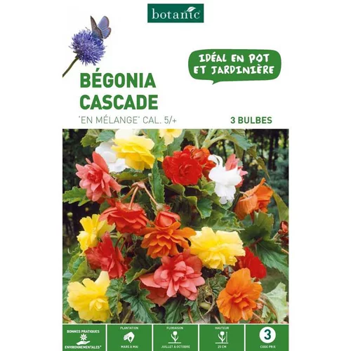 Bégonia Pendula en mélange botanic® - 3 bulbes