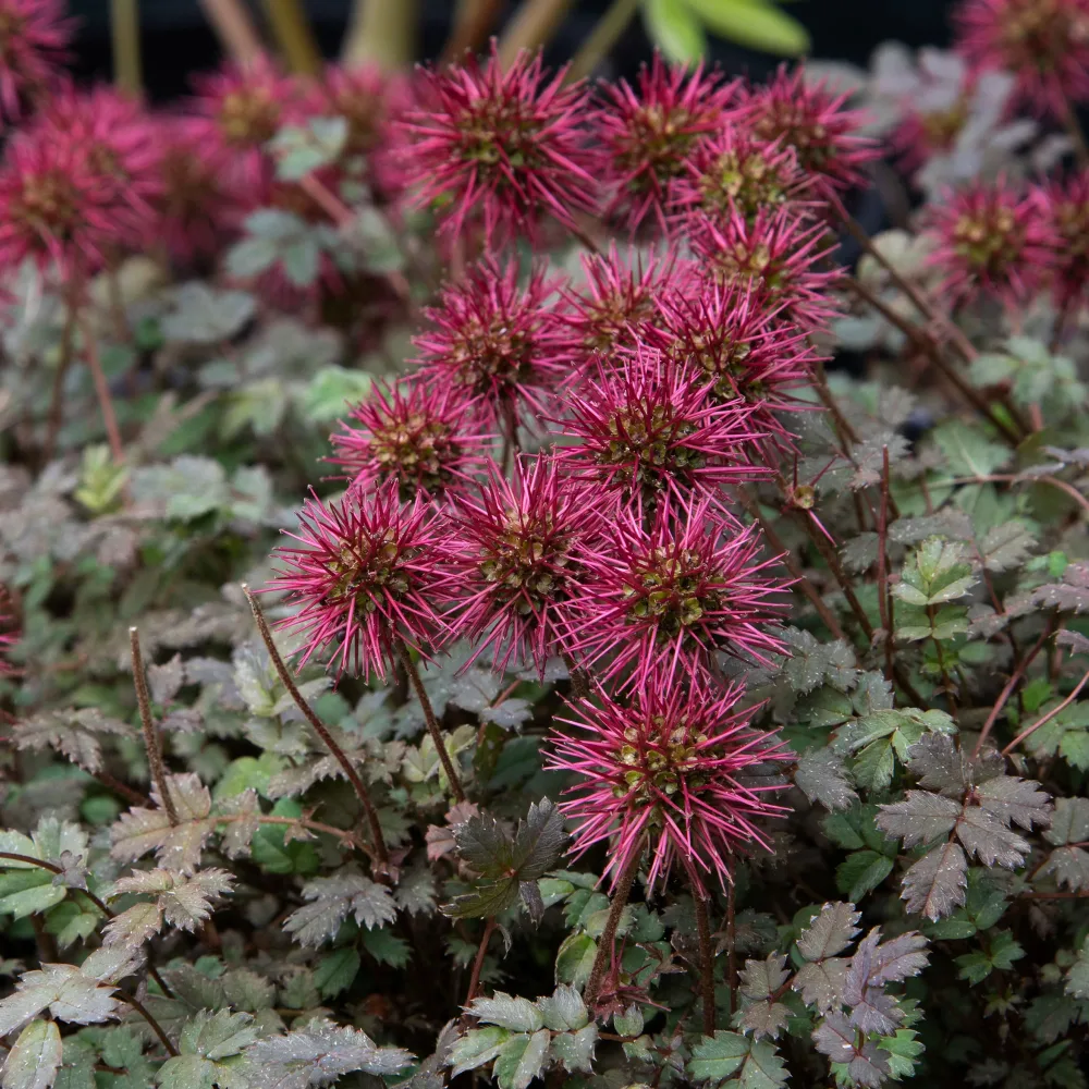 Lampourde à petites feuilles Kupferteppich Acaena microphylla Kupferteppich