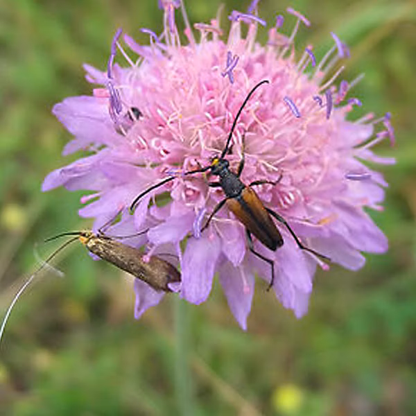 6 x Petite scabieuse | Knautia arvensis – godet 9cm x 9cm