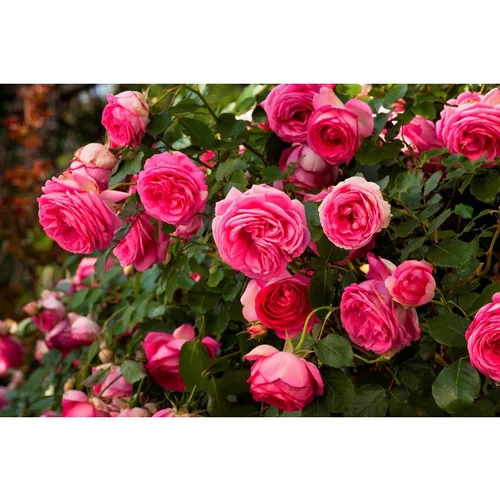 Rosier Cyclamen Pierre de Ronsard Margaret Mae® C5