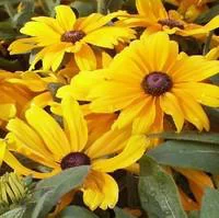 Rudbeckia Vivace - Le pot de 5 litres