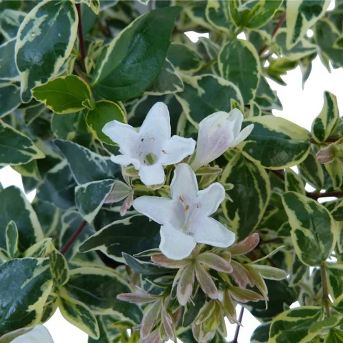Abelia Grandiflora cône. Le pot de 10 litres