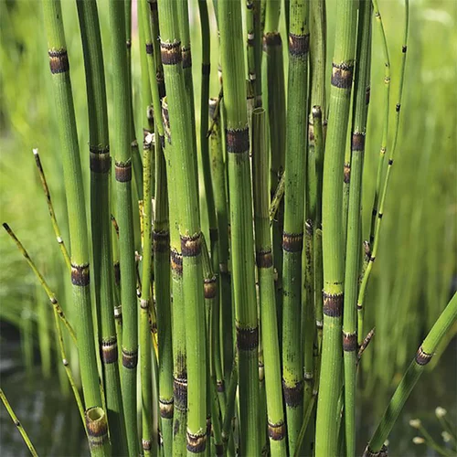 Equisetum japonicum pot de 3 litres