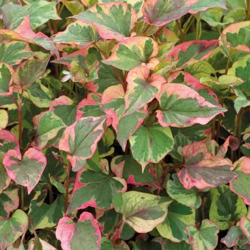 Houttuynia Cordata ou Poivre de Chine au feuillage vert et rouge - Le pot de 0,5 litre