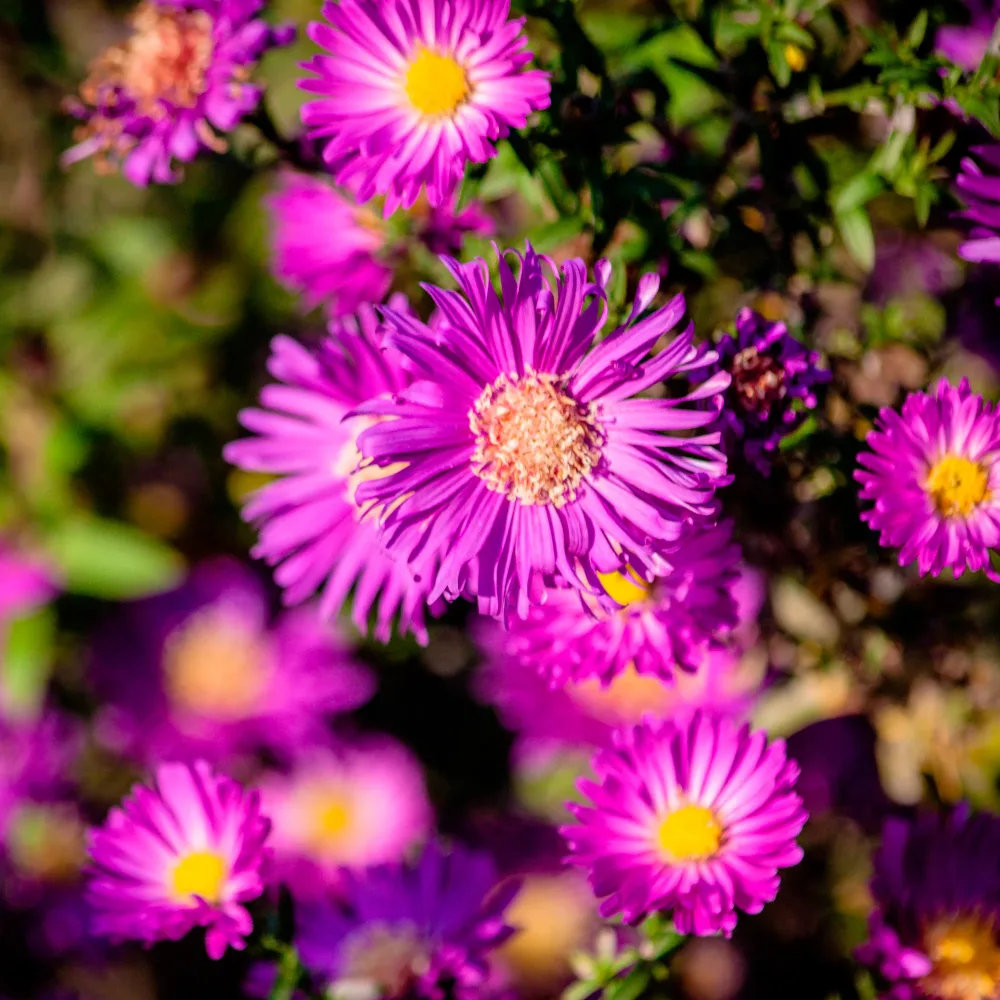 Aster nain d'automne Anneke Aster dumosus Anneke