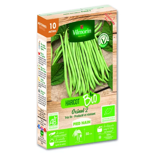 Graines de haricots nain sans fil Oxinel Vilmorin - graines à semer