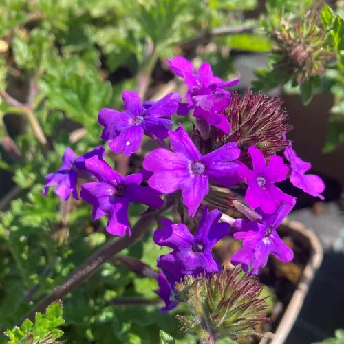 Verveine ‘Homestead Purple’ - Le pot de 2 litres