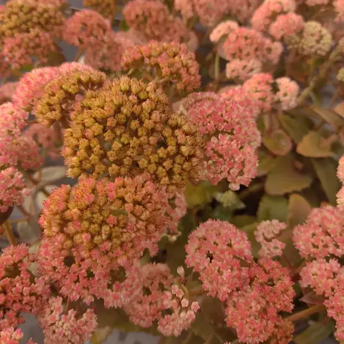 Sédum ‘Coraljade’ - Le pot de 2 litres