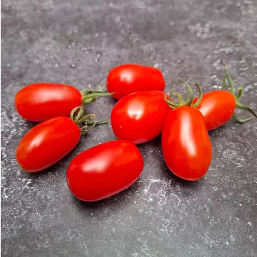 Tomate Datterino | Semences biologiques et reproductibles