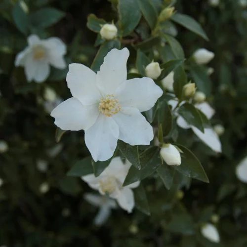 Seringat (Philadelphus Coronarius). Le pot de 4 litres