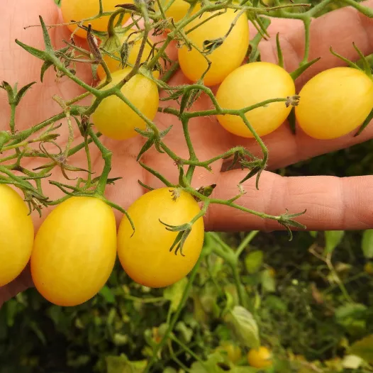 Graines bio de Tomate cerise tempête de Sable