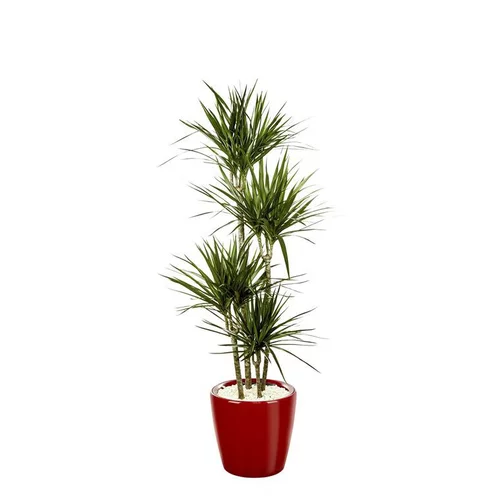 Dracaena marginata 4 tiges et son pot Classico premium Ø 35 rouge