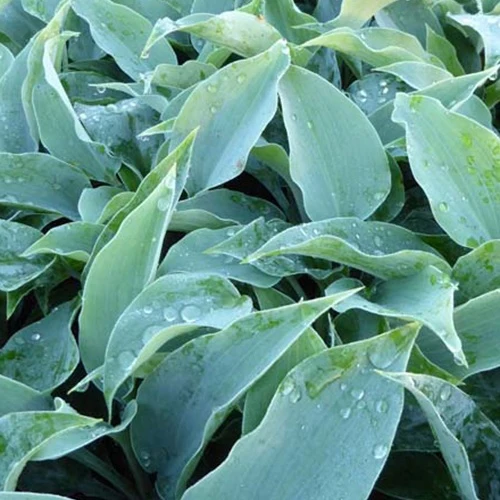 Hosta Titanium Hosta titanium